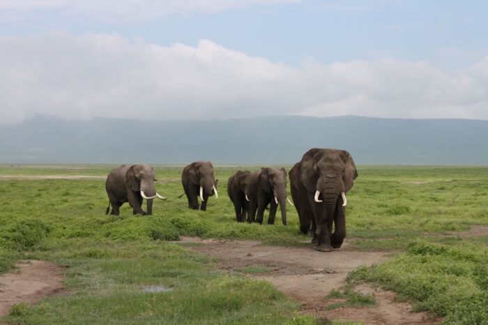 Arusha National Park