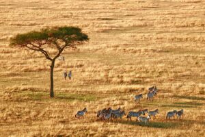 Northern Cicuit Safari 