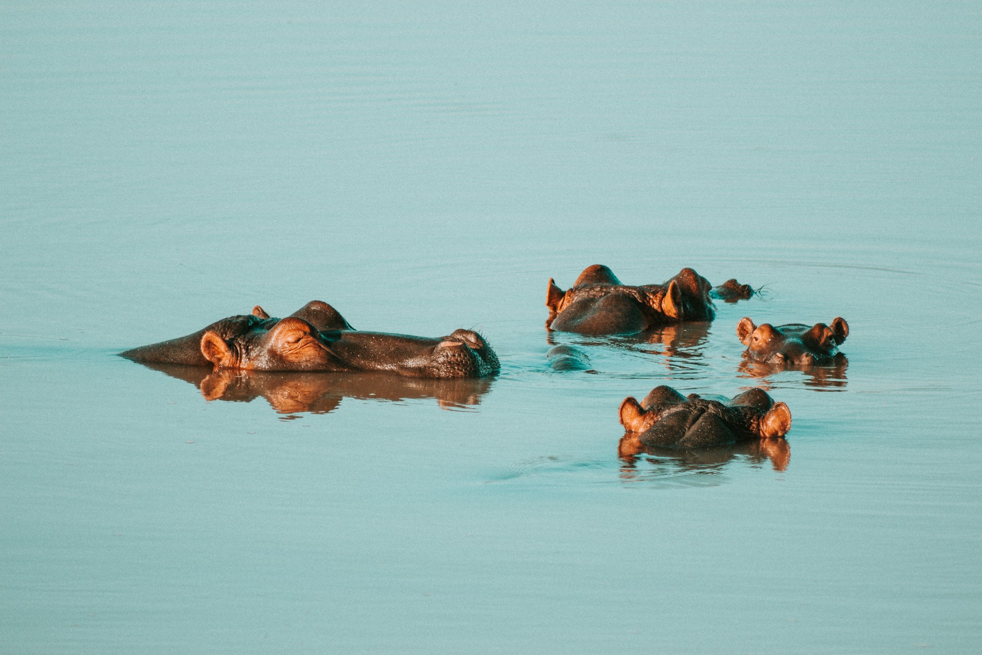 Hippos in a lake